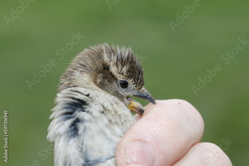 scared sparrow in man's hand