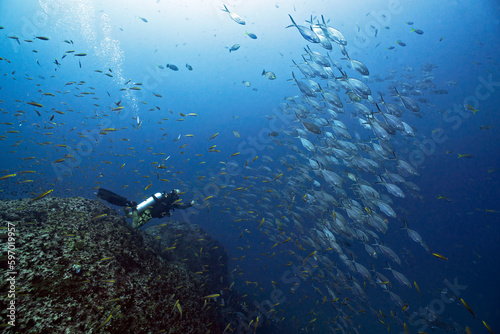 Underwater scene with fish and coral reef and a large group mackerel fish at Sail Rock island in southern Thailand