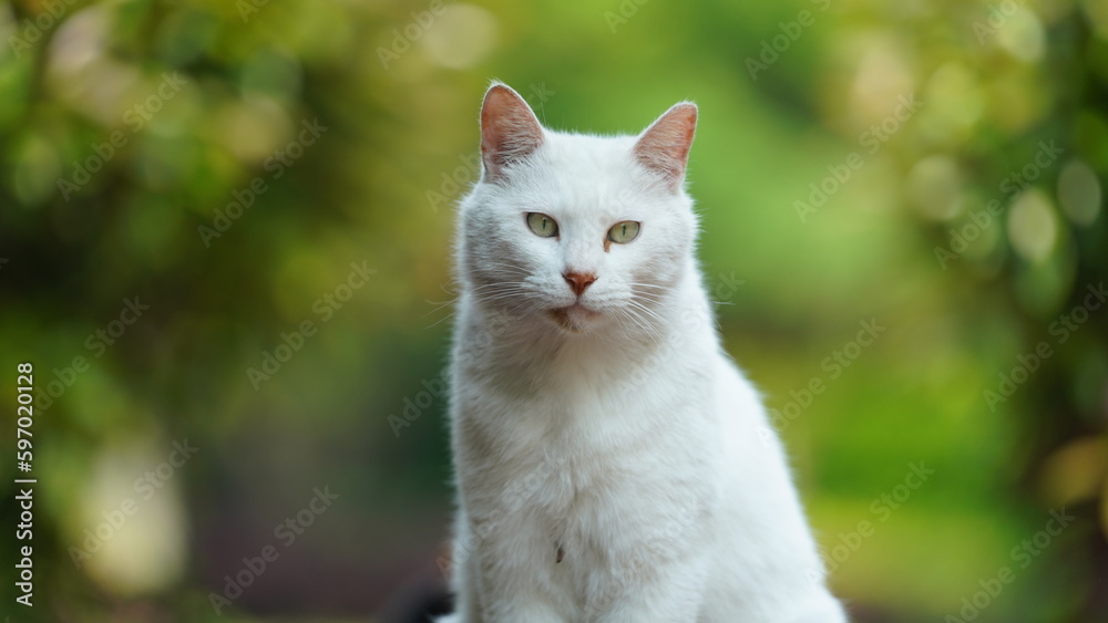 One adorable wild cat sitting in the garden for resting One adorable wild cat sitting in the garden for resting