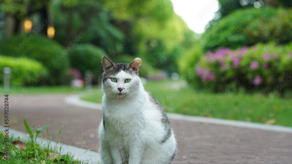 One adorable wild cat sitting in the garden for resting One adorable wild cat sitting in the garden for resting