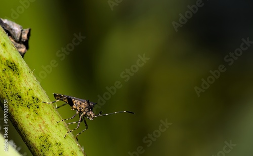 Euschistus heros, most abundant pests in soybean crops photo