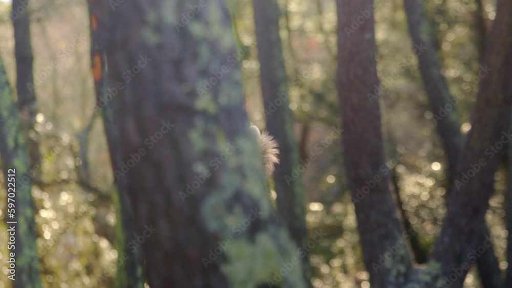 Focusing On A Woman Walking Behind Trees In A Forest. Rack Focus Shot Focusing On A Woman Walking Behind Trees In A Forest. Rack Focus Shot