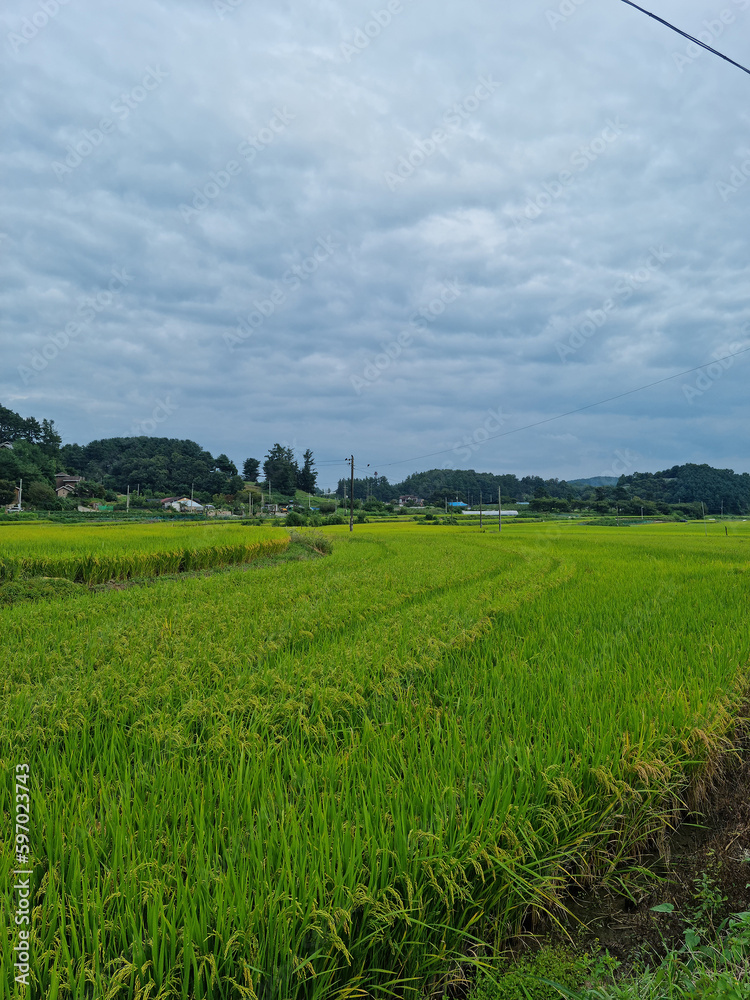summer green rice field. Rural landscape. summer green rice field. Rural landscape.