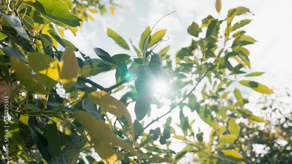Low angle shot of bunch of organic avocados hanging from green tropical tree Low angle shot of bunch of organic avocados hanging from green tropical tree