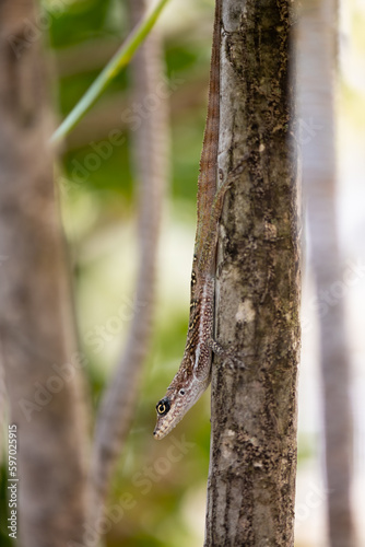 Martinique anole (Anolis roquet) or savannah anole is a species of anole lizard. It is endemic to the french island of Martinique, Caribbean Lesser Antilles. Perfect camouflage on brown trunk bark.