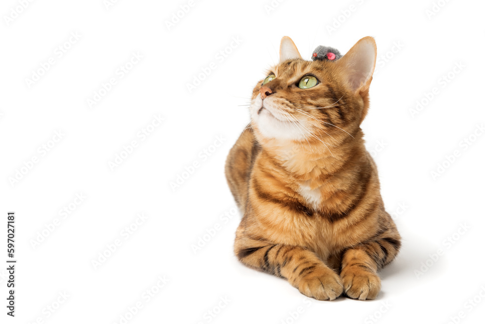 Fototapeta premium Red domestic cat plays with a toy mouse