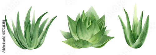 Set of Aloe vera plants. Botanical succulent aloe. Watercolor illustration, hand-drawn. Isolated on white background. For packaging cosmetic, wrapping paper