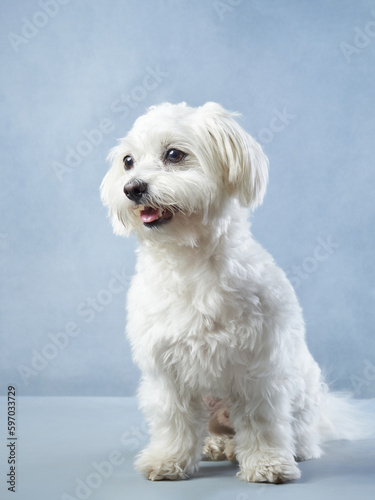 lap dog on a blue background. curly dog in photo studio. Maltese, poodle, maltipoo 