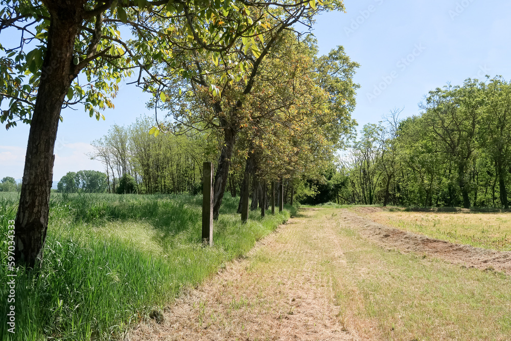 Po Valley landscape field cultivation nature natural agriculture farmhouse tree earth Po Valley landscape field cultivation nature natural agriculture farmhouse tree earth