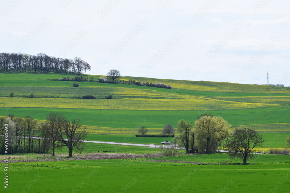 Green and Yellow Fields starting to Bloom