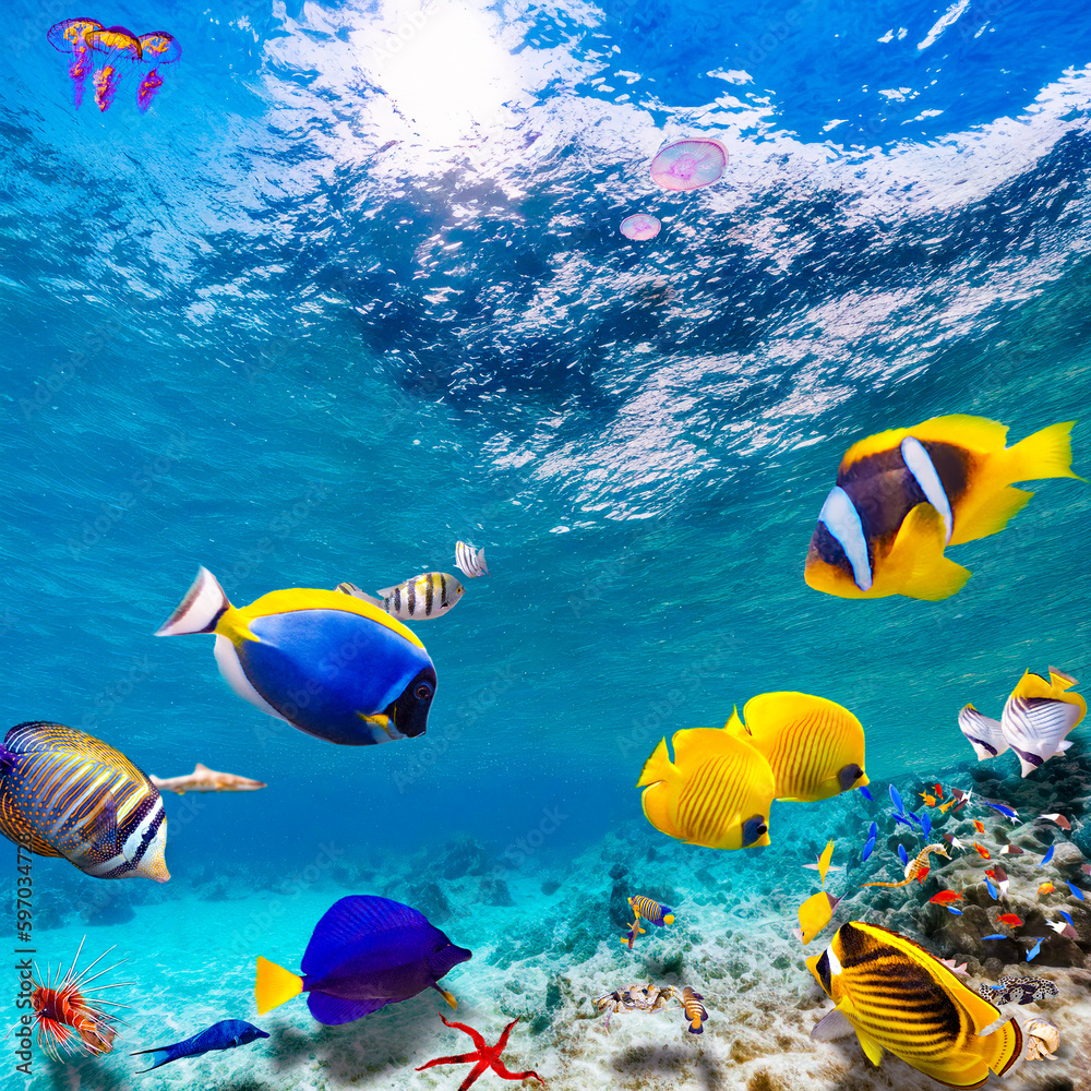 Magnificent underwater world of the tropical ocean. Magnificent underwater world of the tropical ocean.