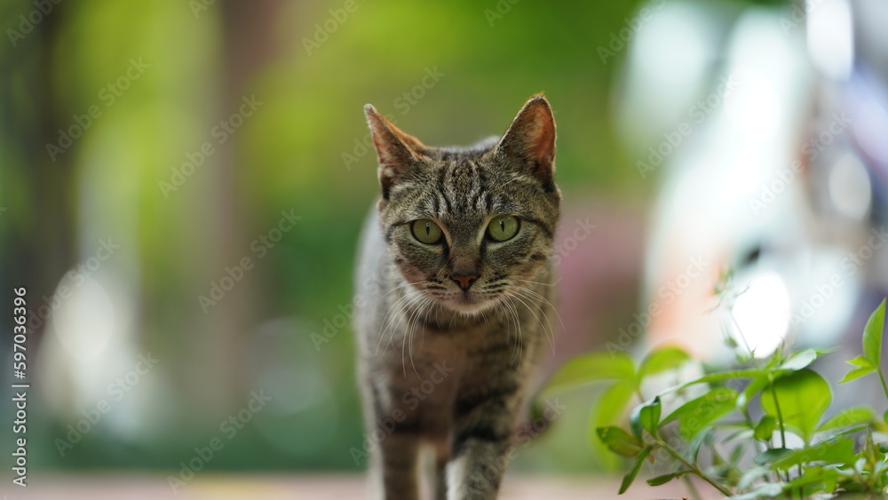 One adorable wild cat sitting in the garden for resting One adorable wild cat sitting in the garden for resting