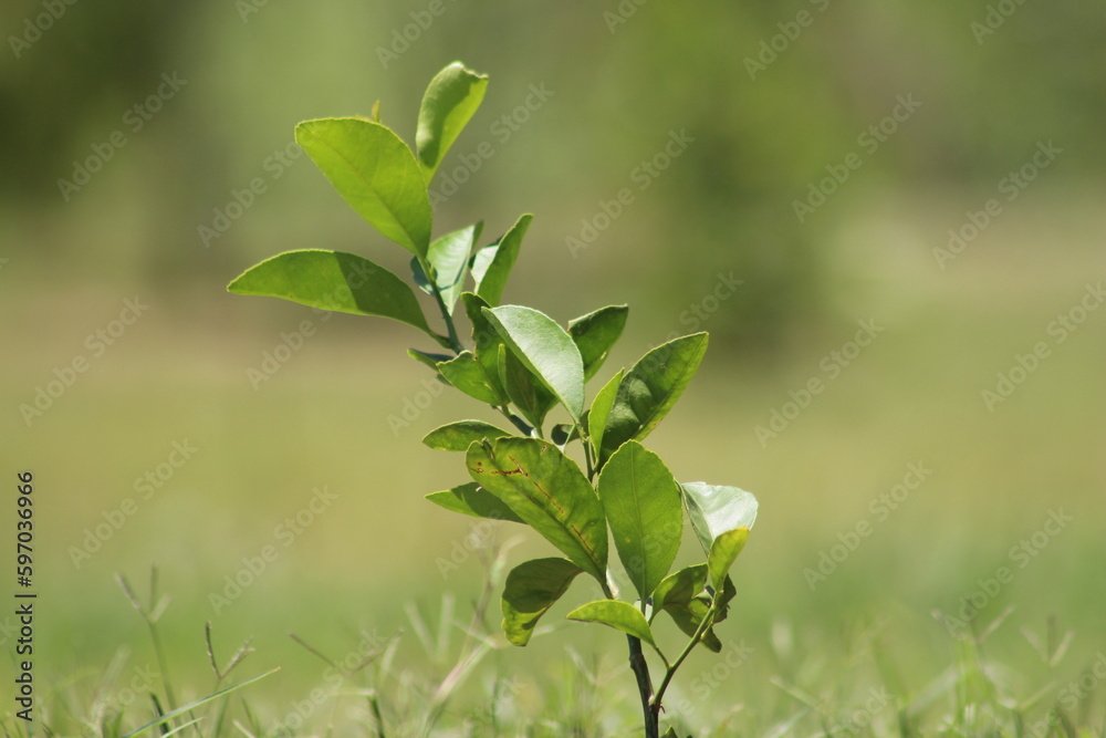 green leaves of a plant in garden 