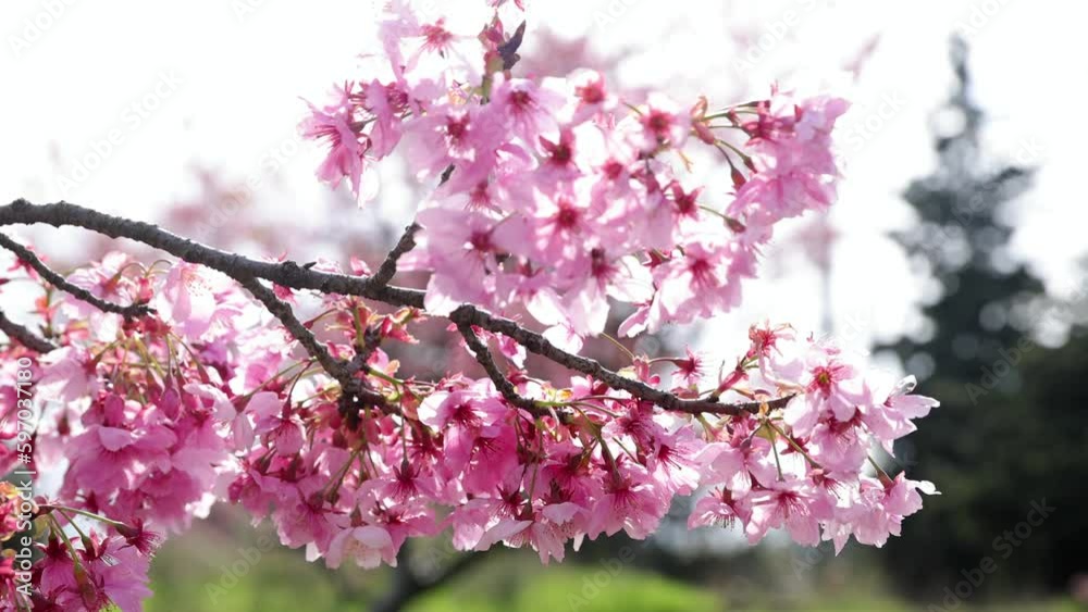 Cherry blossomes concept. Japanese sakura. Hanami. Spring timelapse of opening Sakura flowers on branches Cherry tree. Cherry blossomes concept. Japanese sakura. Hanami. Spring timelapse of opening Sakura flowers on branches Cherry tree.