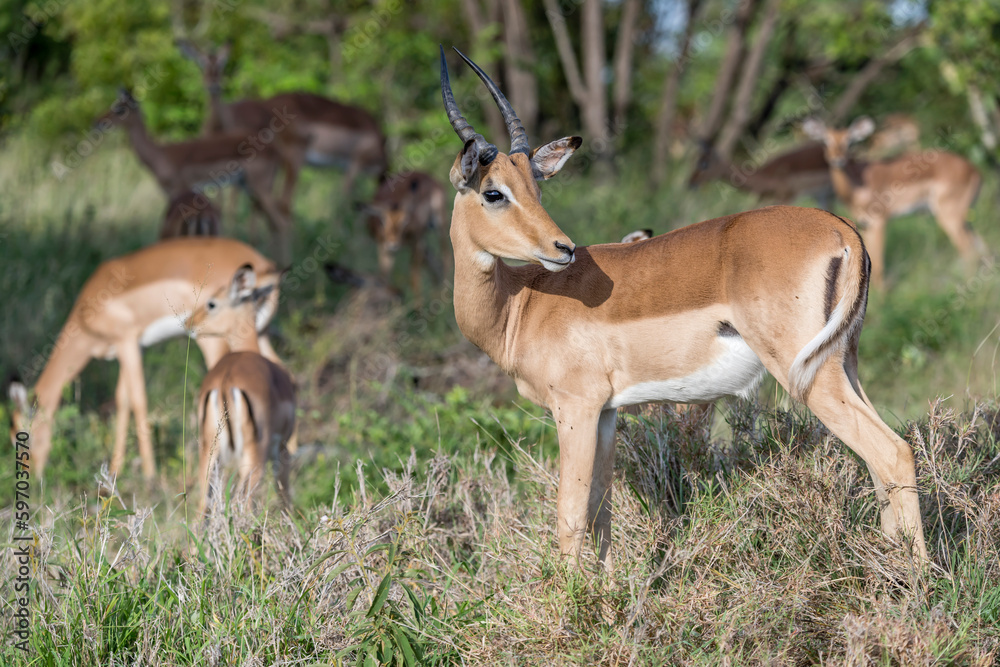 young male Impala looking backward, Kruger park, South Africa young male Impala looking backward, Kruger park, South Africa