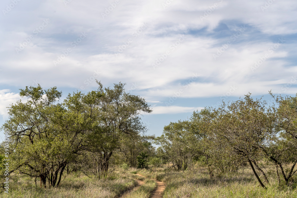 landscape with dirt road and bushes in shrubland at Kruger park, South Africa landscape with dirt road and bushes in shrubland at Kruger park, South Africa