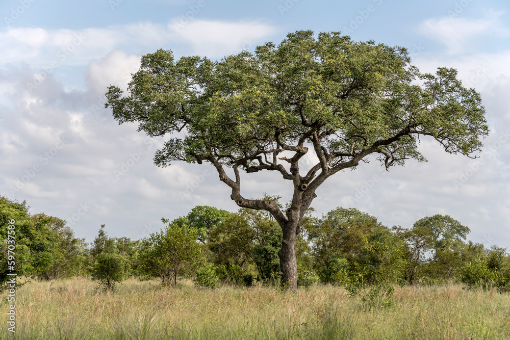 landscape with big Acacia tree in shrubland at Kruger park, South Africa landscape with big Acacia tree in shrubland at Kruger park, South Africa