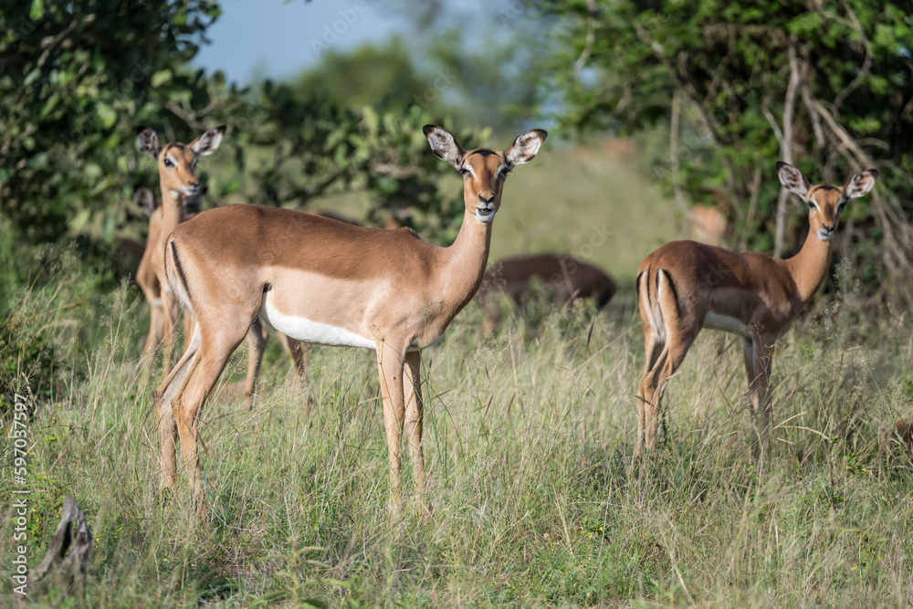 attentive young female Impala, Kruger park, South Africa attentive young female Impala, Kruger park, South Africa