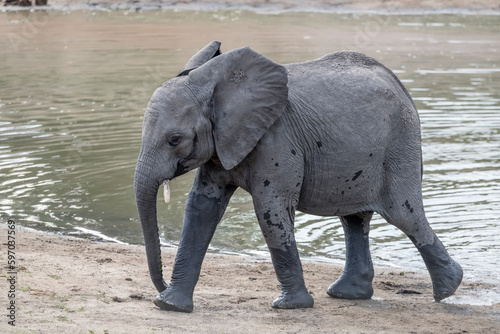 young elephant on sandy shore of pond in shrubland at Kruger park  South Africa