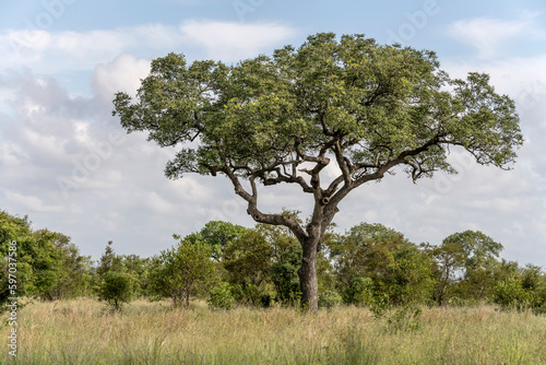 landscape with big Acacia tree in shrubland at Kruger park, South Africa