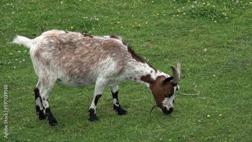 Domestic goat grazing on green meadow