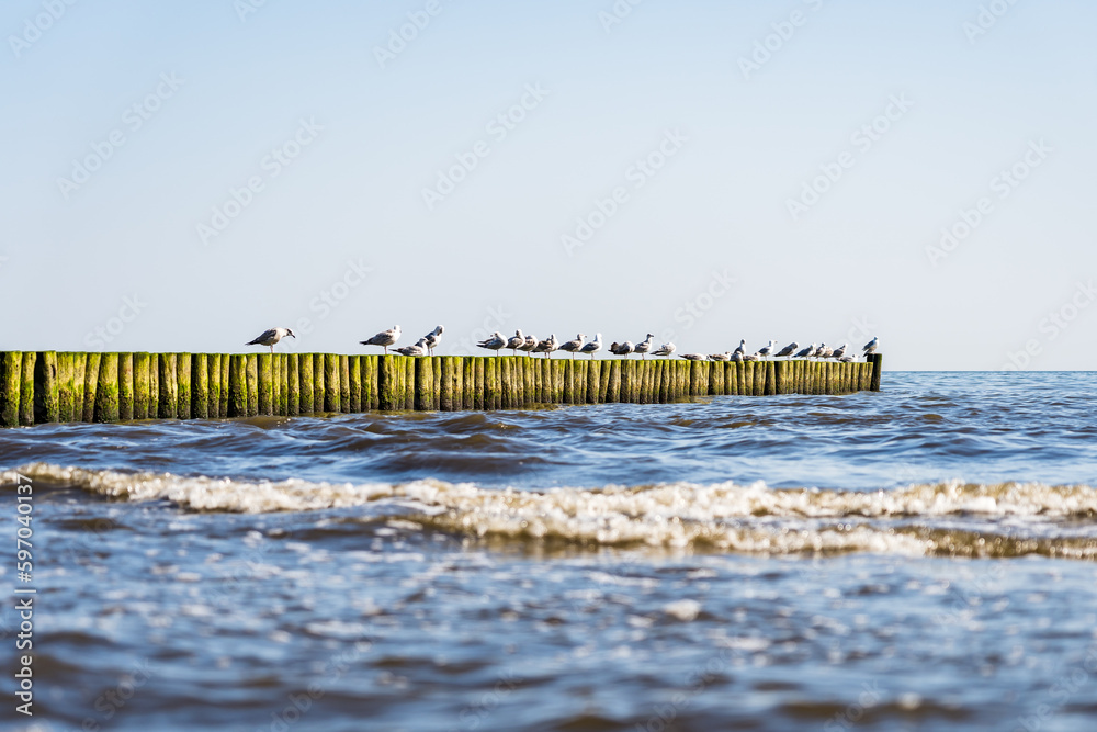 Swarm of seagulls resting on groynes in the morning sun at the baltic sea