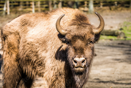 Portrait of a wisent in a sanctuary in poland photo