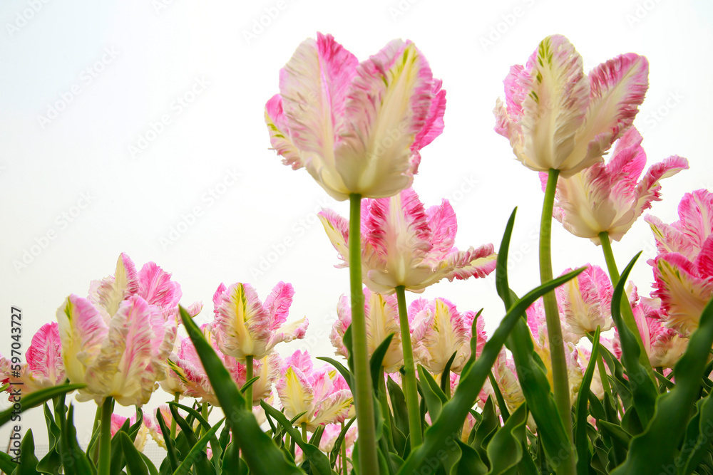 Naklejka premium Spring blooming tulip field. Flowers tulips, Spring floral background.