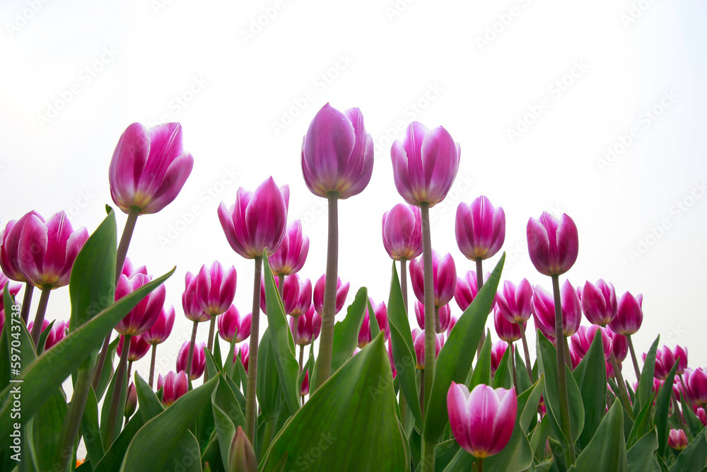 Spring blooming tulip field. Flowers tulips, Spring floral background. Spring blooming tulip field. Flowers tulips, Spring floral background.
