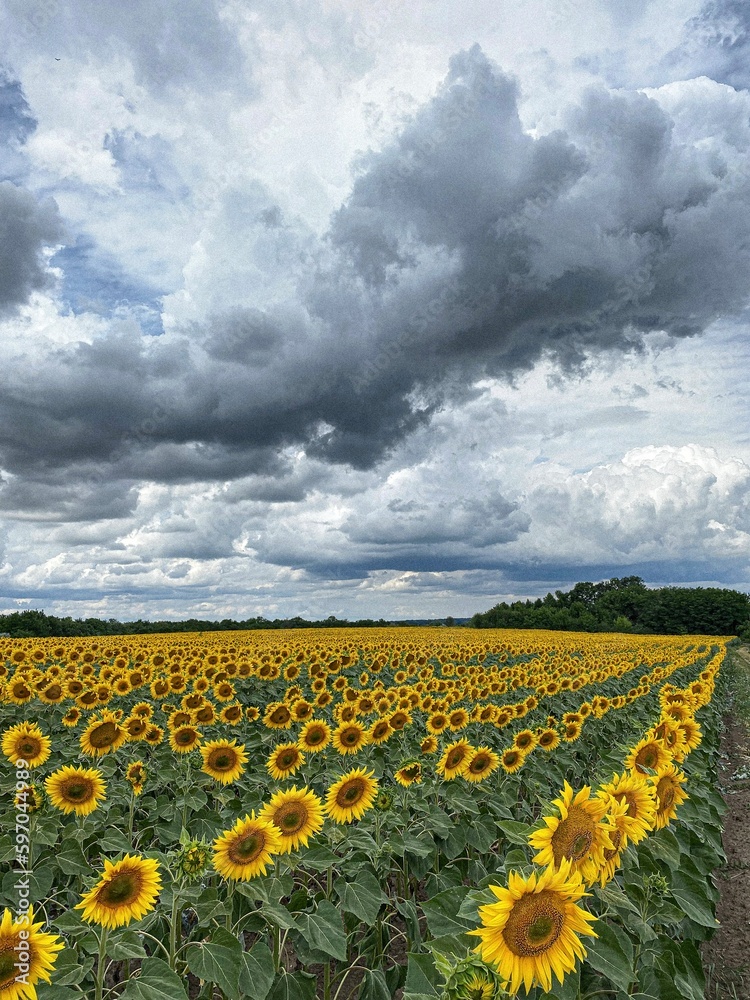 field of sunflowers on the field in Ukraine
