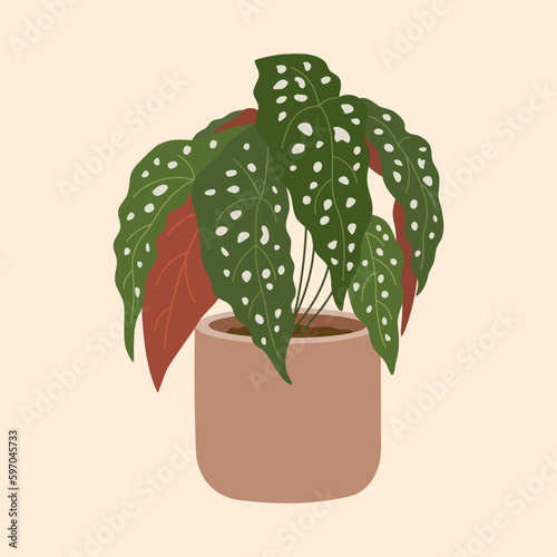 Begonia maculata with spotted leaves in flowerpot. Beautiful houseplant for interior decoration. Hand drawn vector illustration isolated on light background. Modern flat cartoon style.
