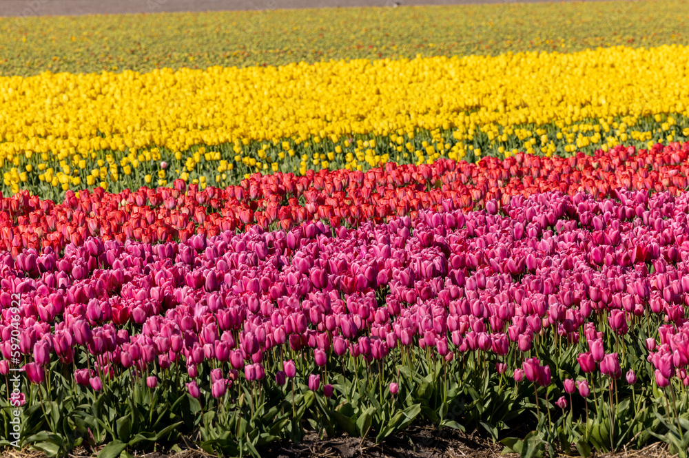 Fields of blooming tulips near Lisse in the Netherlands