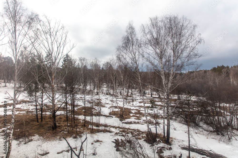 Birch forest in early spring. Early spring forest. Early spring forest. the first warm days Birch forest in early spring. Early spring forest. Early spring forest. the first warm days