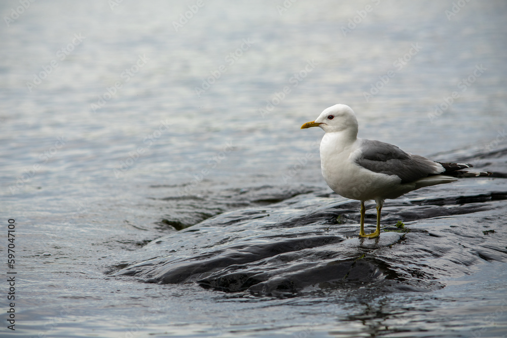 Common gull (Larus canus) standing on a rocky shore of the lake