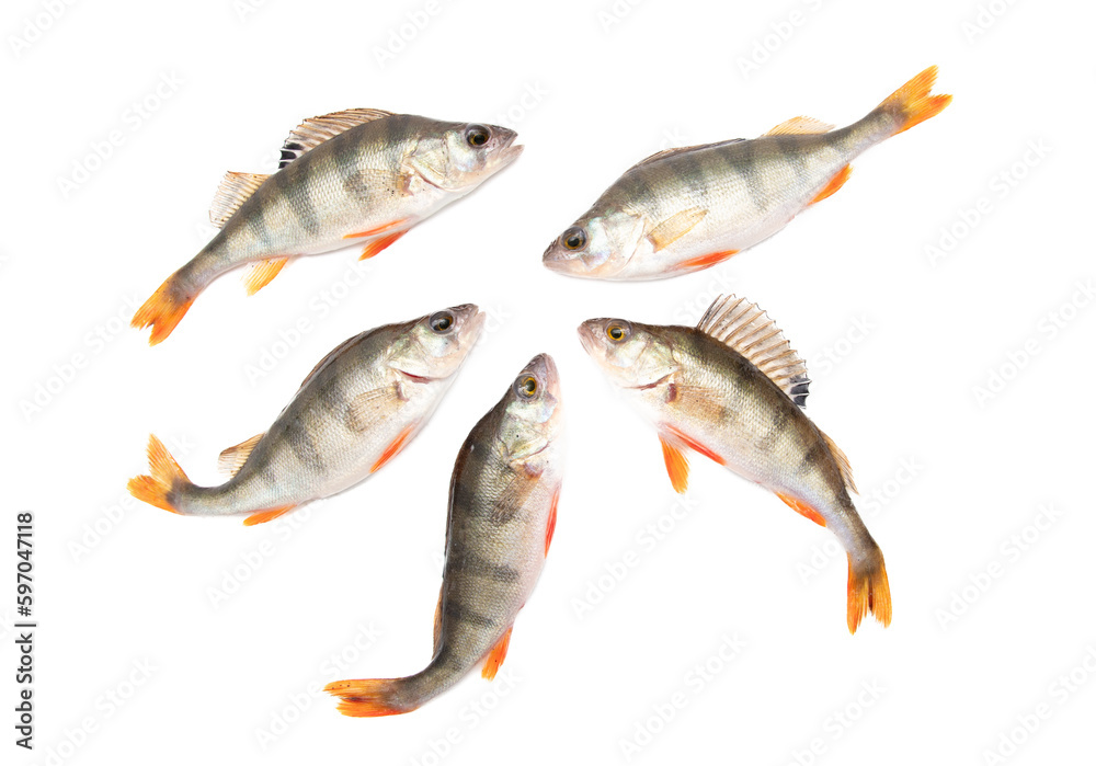 Perch fish isolated on a white background.