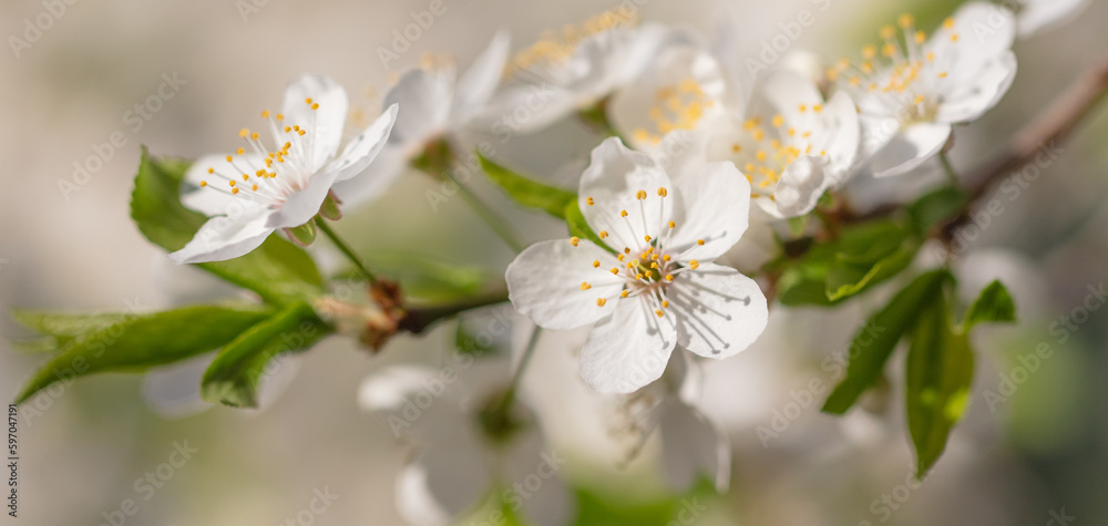 Obraz premium Flowers on a cherry tree in spring.