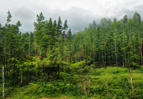 Beautiful landscape of coniferous forest in Caucasus mountains