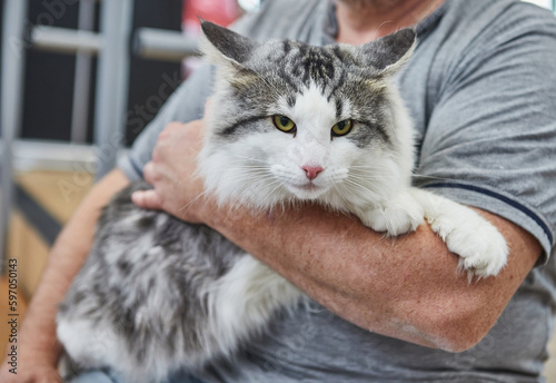 Norwegian forest cat in the hands of the owner photo