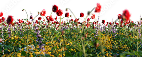 Spring meadow with grass and poppy flowers blooming. Isolated on transparent background