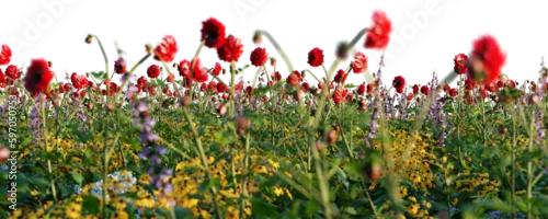 Obraz  z motywem Spring meadow with grass and poppy flowers blooming. Isolated on transparent background