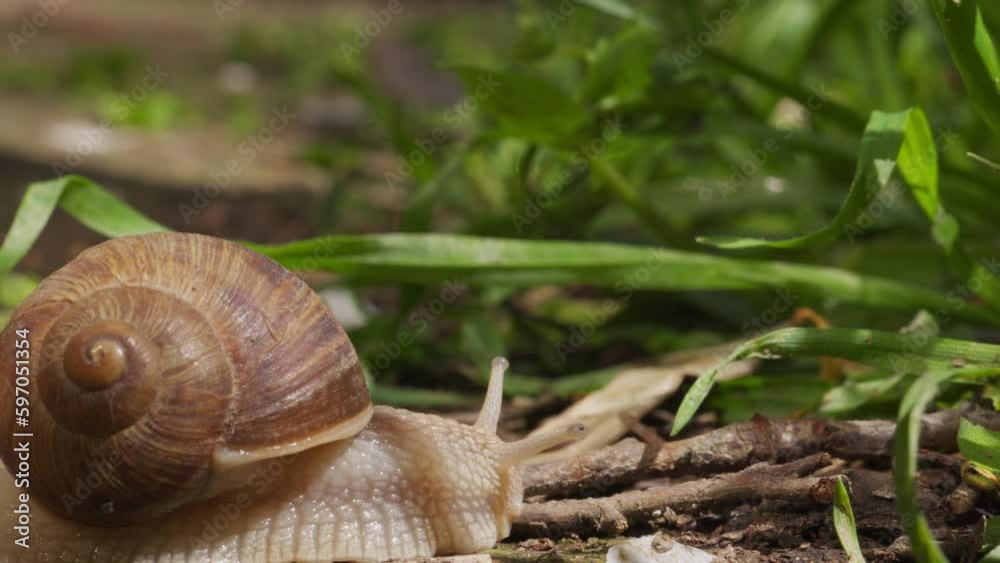 Garden Snail Sliding On The Ground With Green Grass. Close Up Garden Snail Sliding On The Ground With Green Grass. Close Up