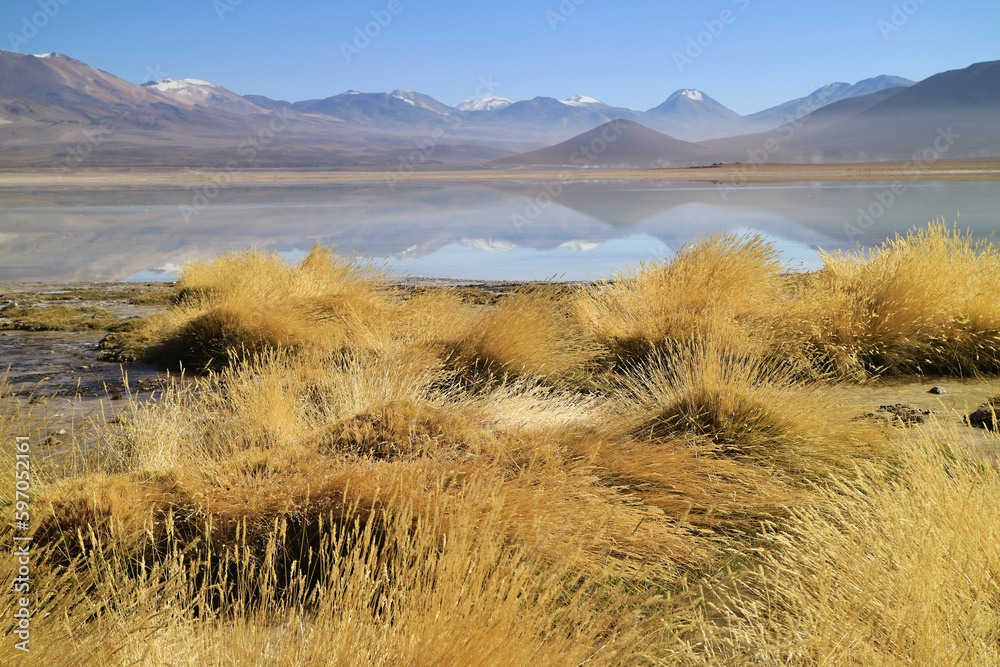 Field of Stipa Ichu Desert Grass on the Lakeshore of Bolivian High Plateau, Bolivia, South America