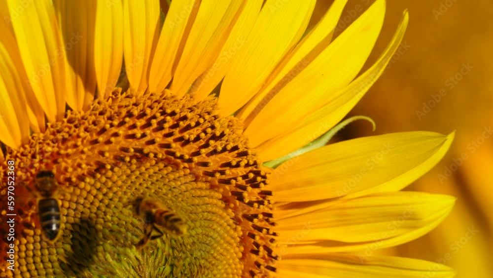 Yellow blooming flower with honey bee. Provence in France. Slow motion Yellow blooming flower with honey bee. Provence in France. Slow motion