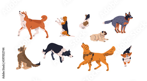 Dogs in motion set. Different canine breeds. Obedient doggies, puppies. Active hounds, corgi, akita inu, border collie, shepherd and pug. Flat vector illustrations isolated on white background