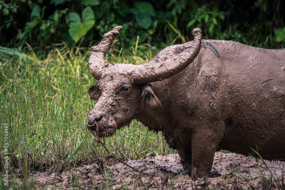 buffalos are very appreciated in rantepao, indonesia buffalos are very appreciated in rantepao, indonesia