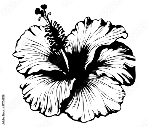 hibiscus illustrated in outline style. flower hand drawn illustration collection for floral design. an element decoration for wedding invitation, greeting card, tattoo, etc.