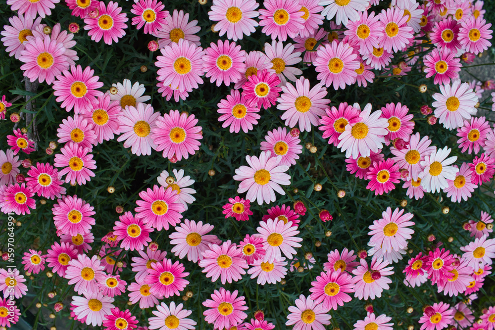 flowers background flowers background