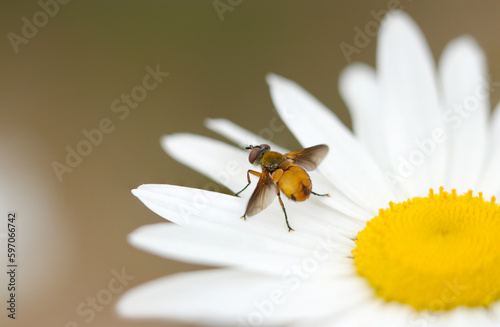 Tachinid fly (Shinahiratayadoribae, Phasia sinensia), sitting on the white petal of Daisy flowerhead (Sunny outdoor field, close up macro photography)