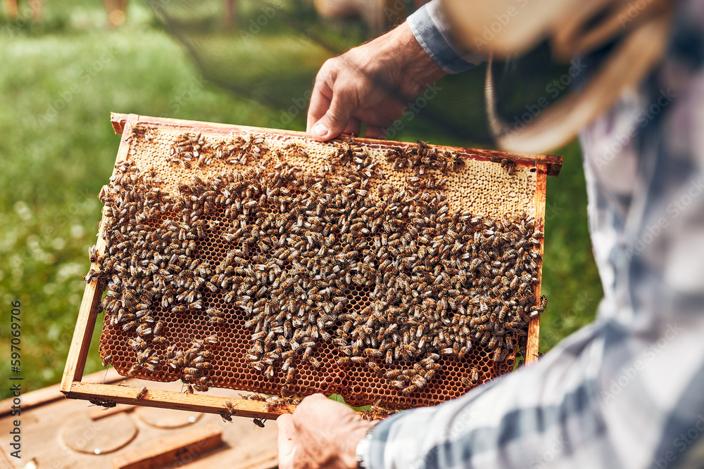 Beekeeper working in apiary. Drawing out the honeycomb from the hive with bees on honeycomb. Harvest time in apiary Beekeeper working in apiary. Drawing out the honeycomb from the hive with bees on honeycomb. Harvest time in apiary