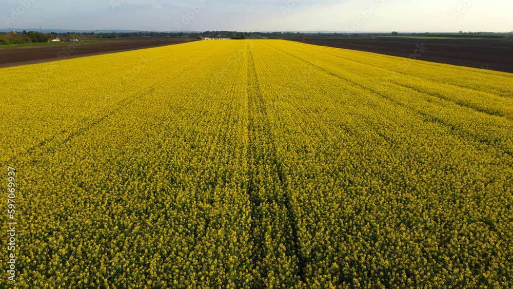 blooming canola rapeseed field in Vojvodina, drone photography